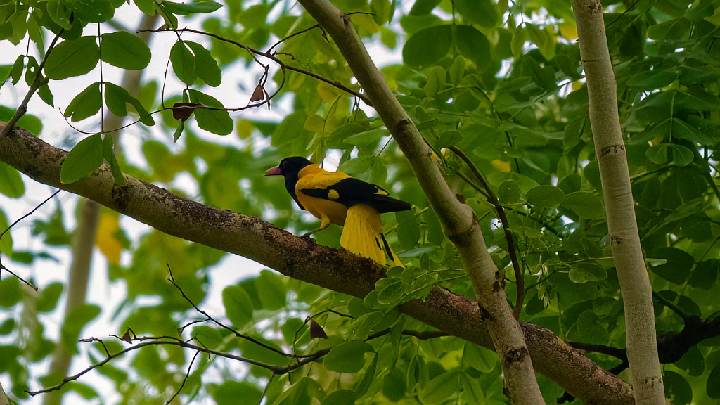Black-hooded Oriole